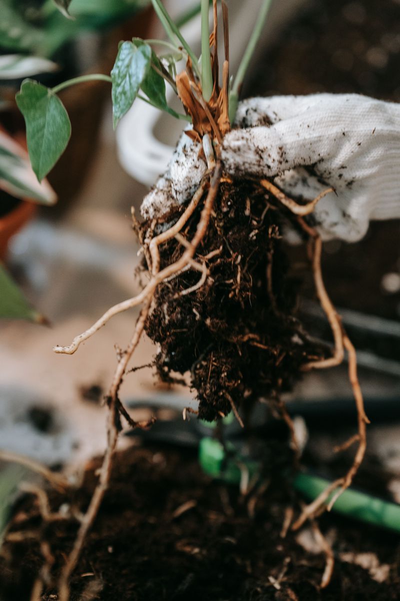 Longer Gaps Between Waterings Force Roots To Search Down