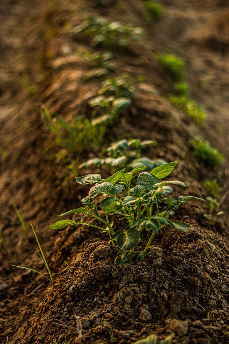 Longer Growing Season Deepens Flavor Development Longer Growing Season Deepens Flavor Development