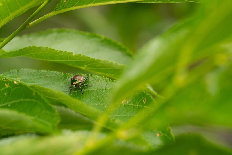 Look At The Upper Leaf Surface
