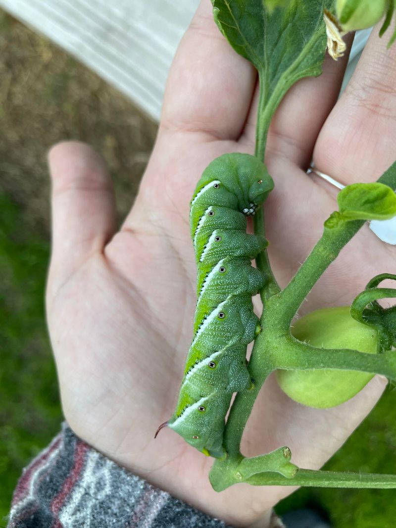 Look Beneath Leaves For Camouflaged Caterpillars Look Beneath Leaves For Camouflaged Caterpillars