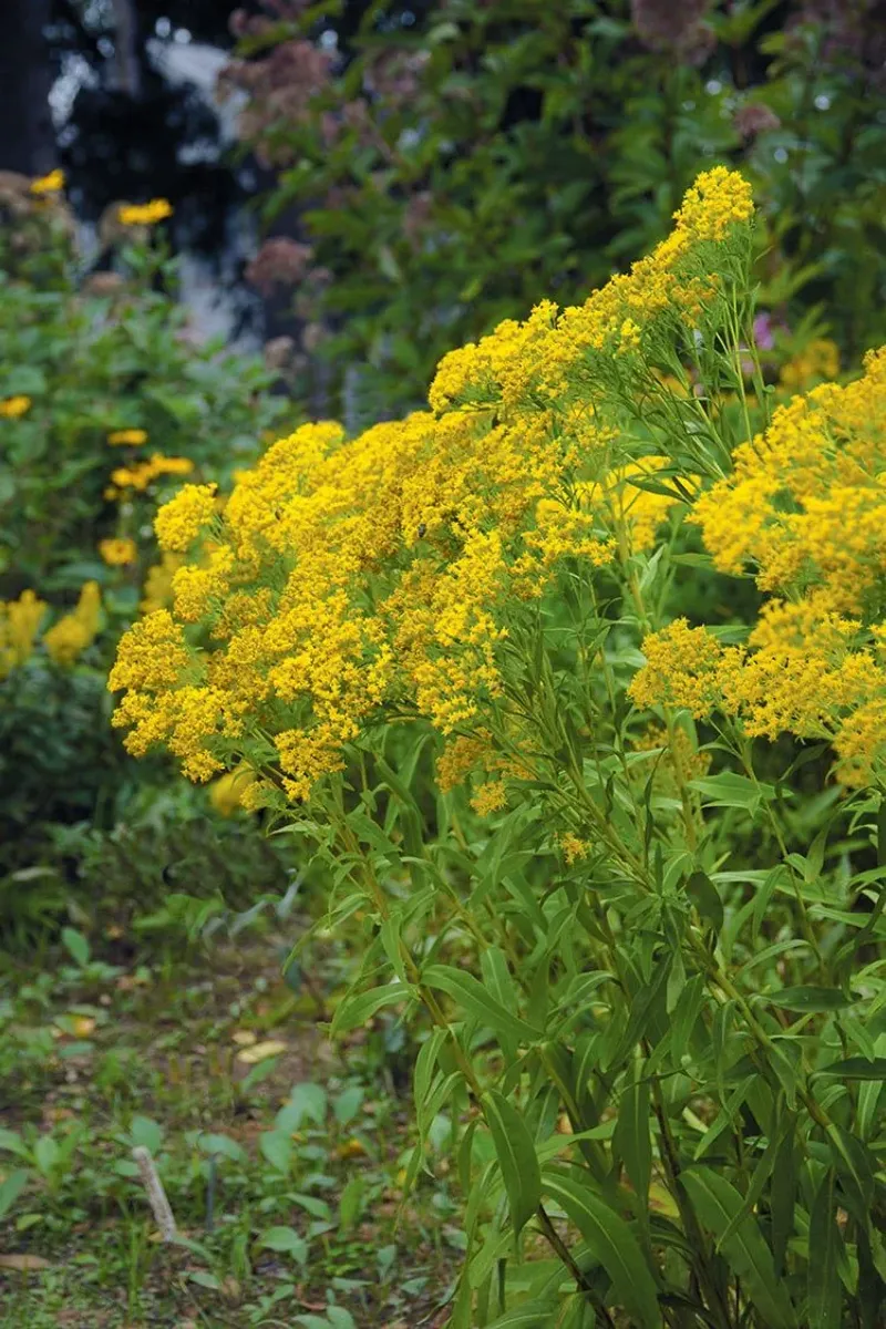 Look Beyond The Myth And See Goldenrod's Real Value