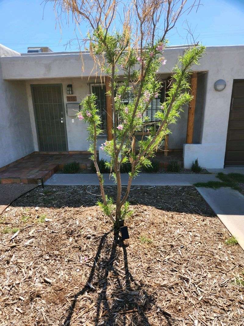 Look For A Thinning Canopy