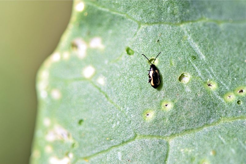 Look For Beetles After Sunrise