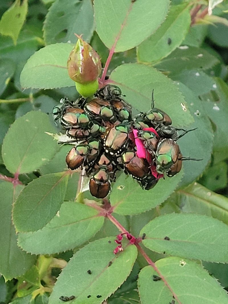 Look For Beetles Feeding In Groups