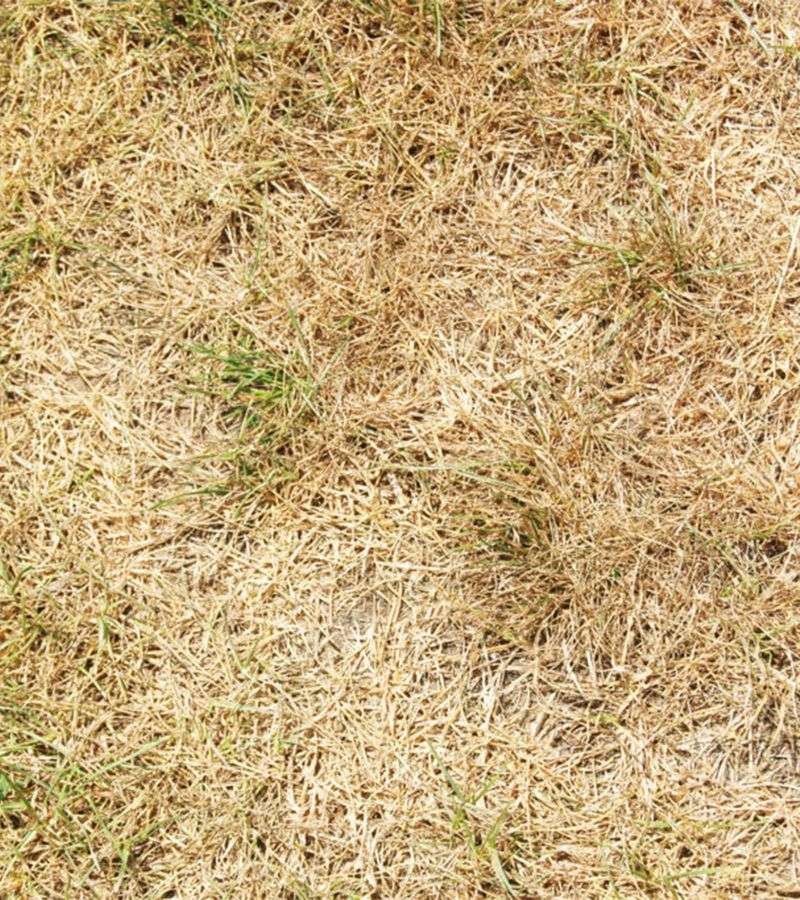 Look For Damaged Patches That Keep Expanding