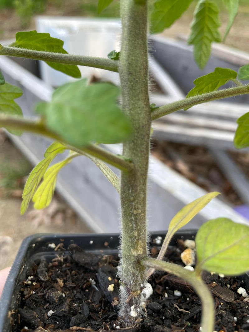Look For Early Blight Near Lower Stems Look For Early Blight Near Lower Stems