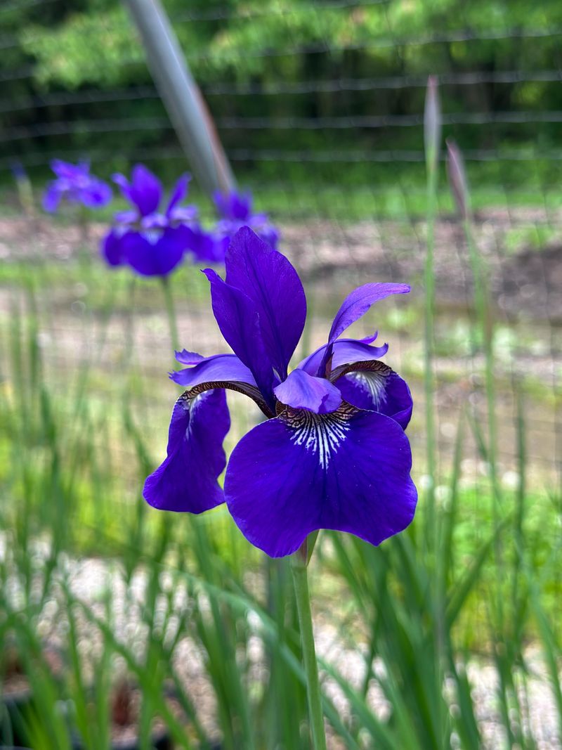 Look For Fewer Flowers Look For Fewer Flowers
