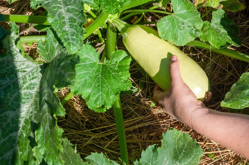 Look For Firm Fruit With Tender Skin At Harvest Time Look For Firm Fruit With Tender Skin At Harvest Time