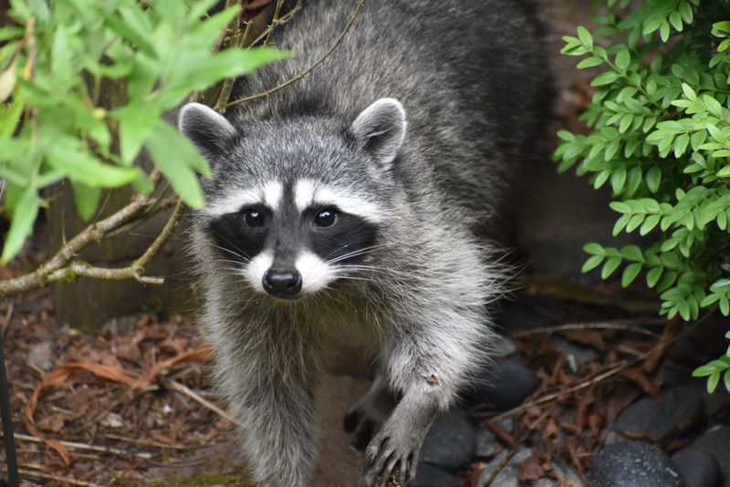 Look For Increased Bird Or Raccoon Activity Look For Increased Bird Or Raccoon Activity