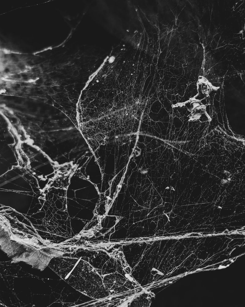 Look For Messy, Irregular Webs Look For Messy, Irregular Webs