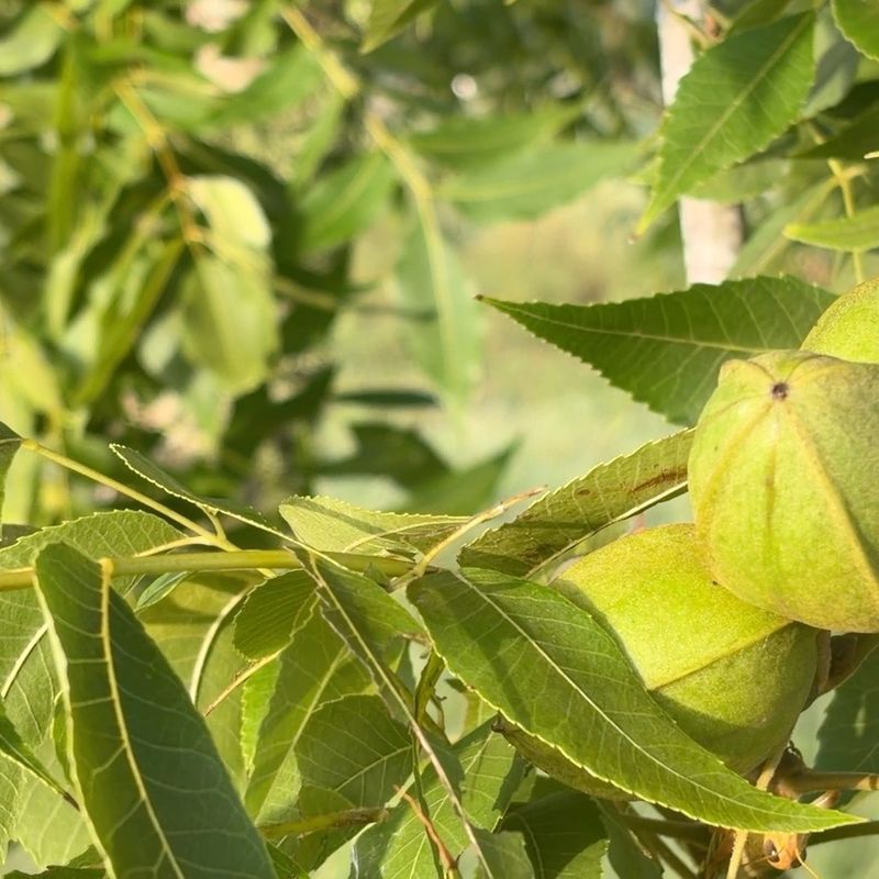Look For Pecan Weevil Feeding Look For Pecan Weevil Feeding