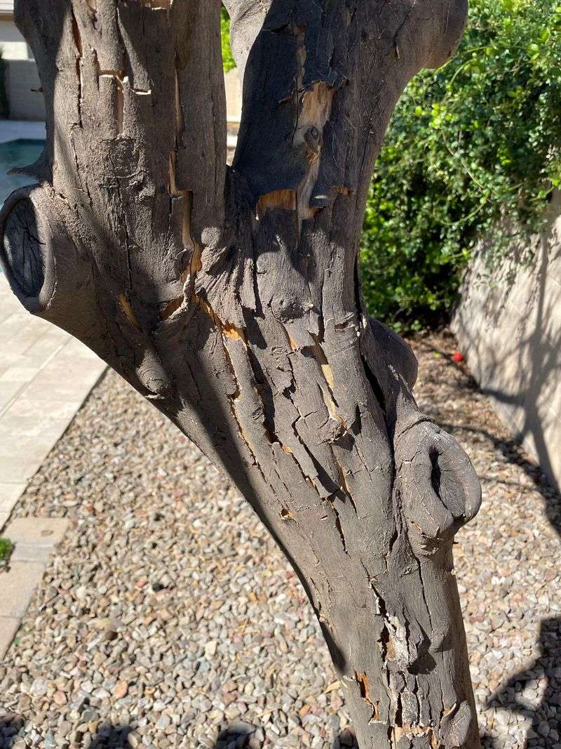 Look For Peeling Bark Around The Damaged Area