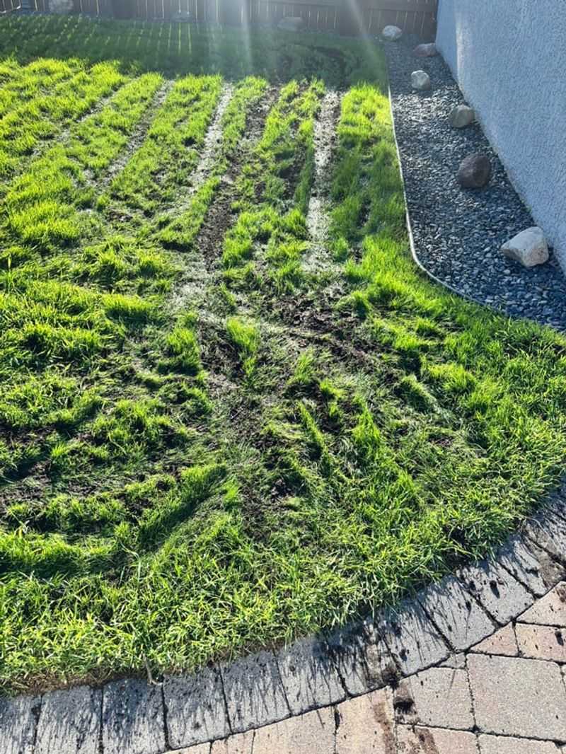 Look For Raised Ridges Across The Lawn Look For Raised Ridges Across The Lawn