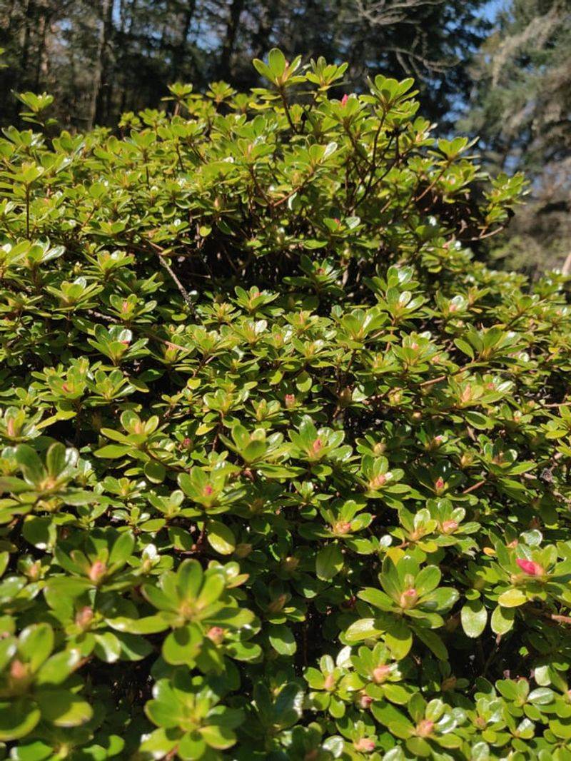 Look For Swelling Near Branch Tips