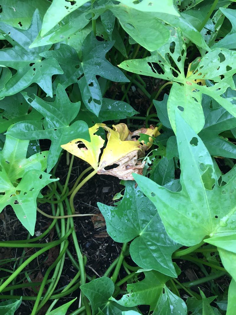 Look For The First Signs Of Vine Aging Look For The First Signs Of Vine Aging