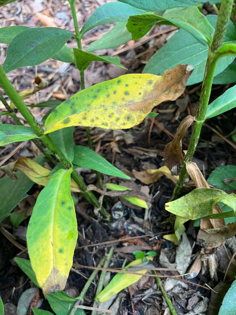 Look For Tiny Black Specks Late In The Season