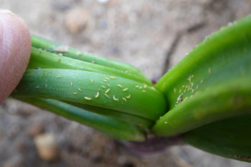 Look For Tiny Rice-Like Insects