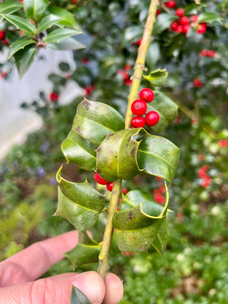 Look For Tiny Waxy Bumps On Twigs