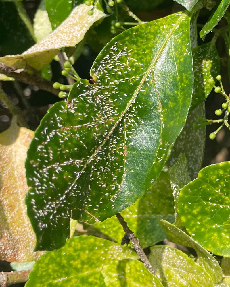Look For Tiny Yellow Green Aphids
