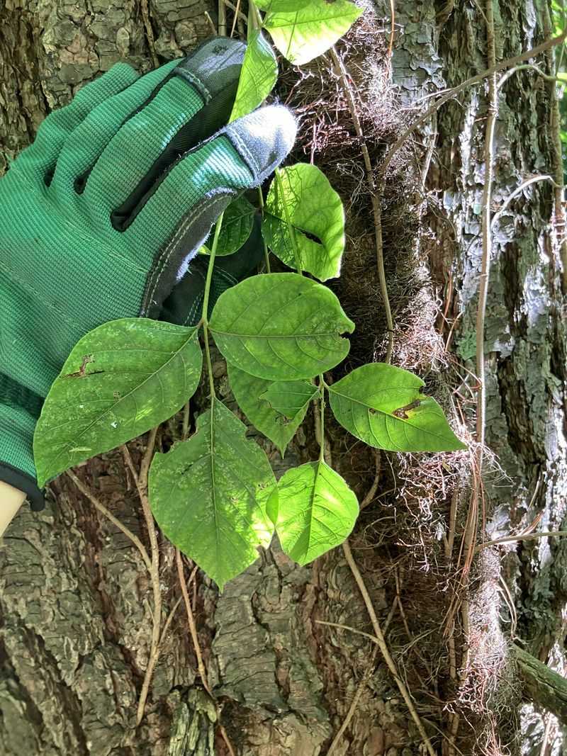 Look For Vines Twining Around Young Trunks Look For Vines Twining Around Young Trunks