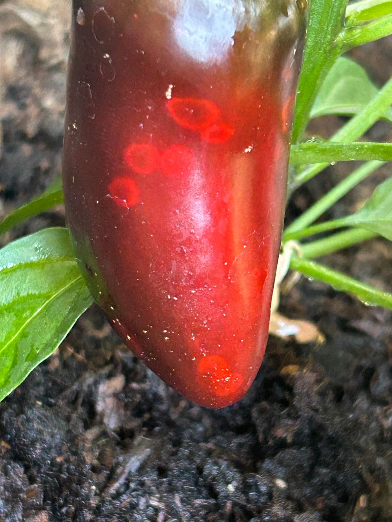 Look For Wartlike Spots On Fruit Look For Wartlike Spots On Fruit