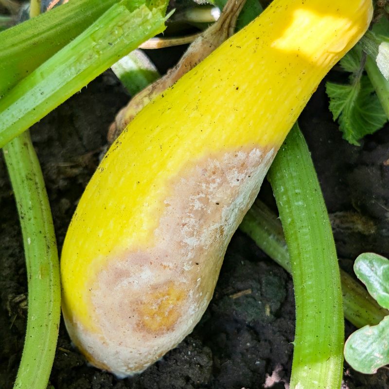Look Under Squash For Wet Fruit Trouble Look Under Squash For Wet Fruit Trouble