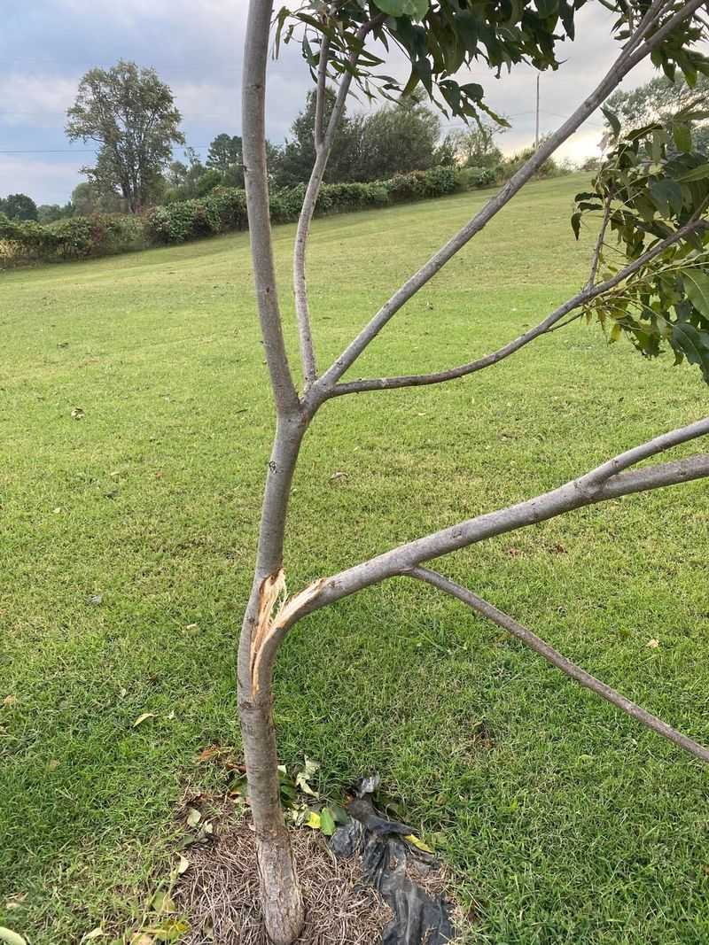 Look Up At Pecans For Broken Limbs Look Up At Pecans For Broken Limbs