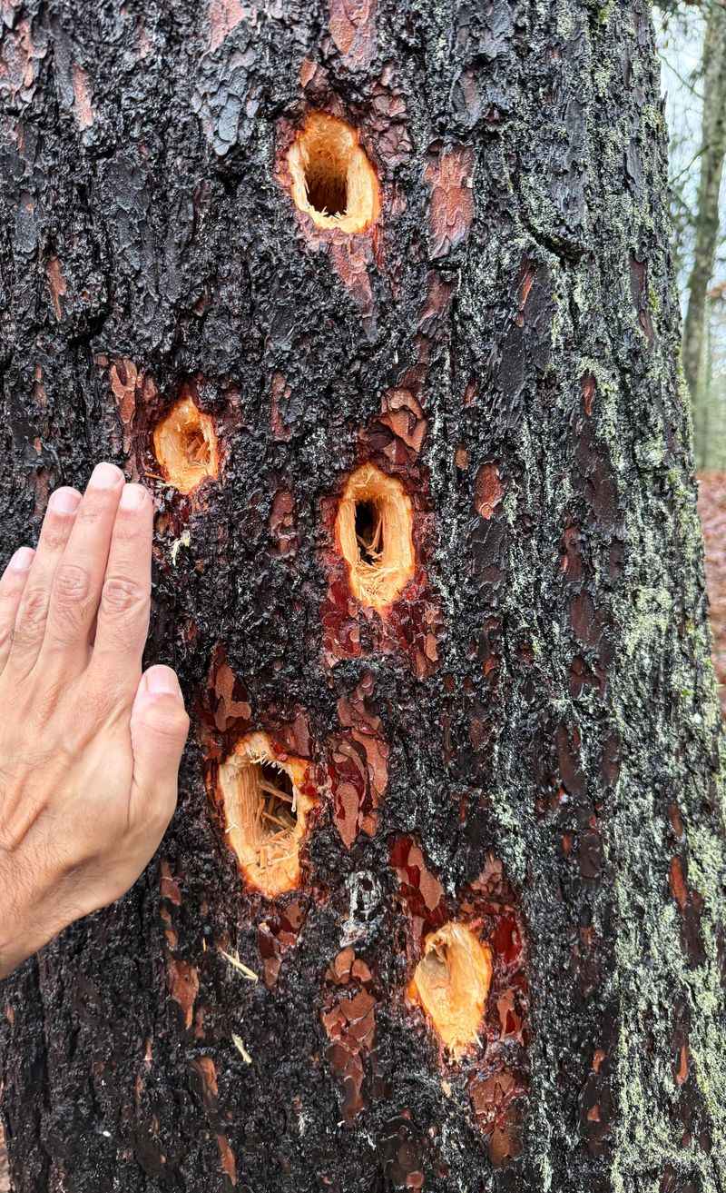 Loose Bark Gives Woodpeckers Easy Places To Search