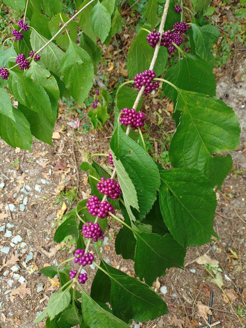 Loose Branches Shade Soil Better Than Bare Mulch