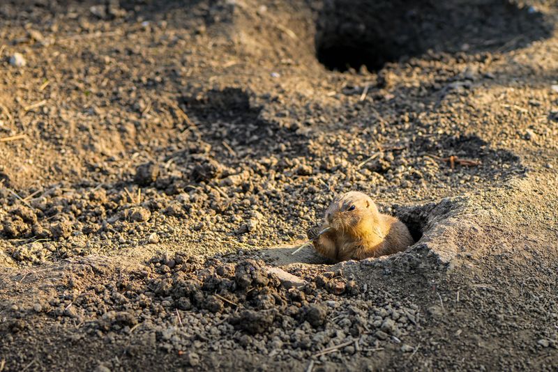 Loose Material Allows Easy Burrowing Access Loose Material Allows Easy Burrowing Access