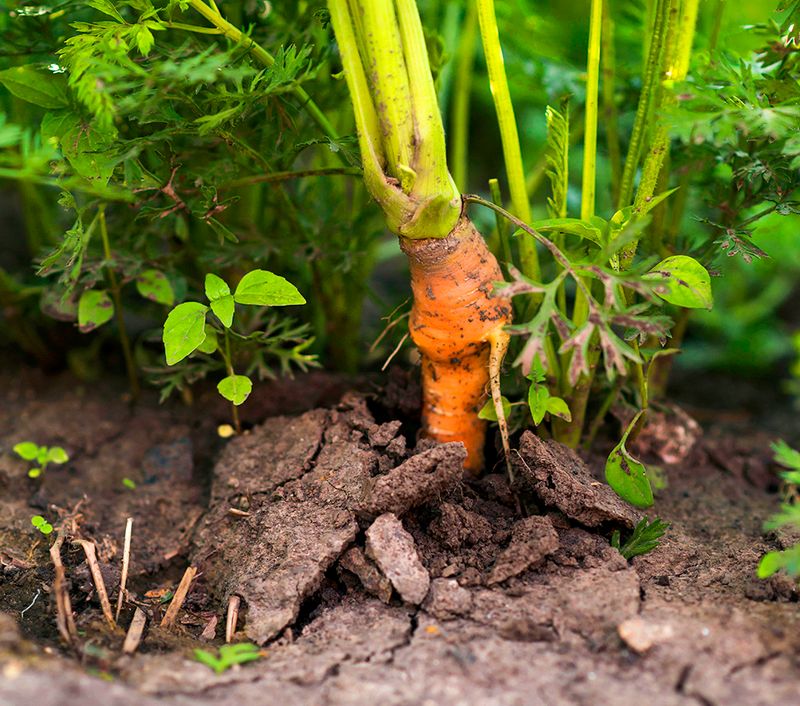 Loose Soil And Steady Moisture Support Root Growth Loose Soil And Steady Moisture Support Root Growth
