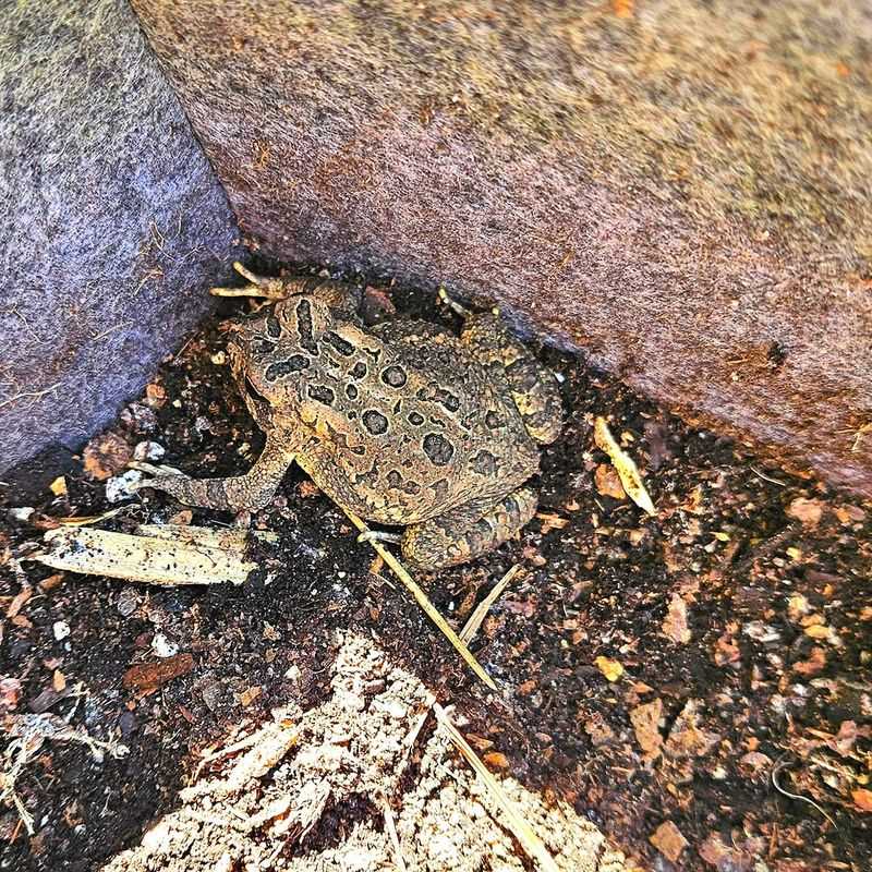 Loose Soil Makes Hiding Easier Loose Soil Makes Hiding Easier