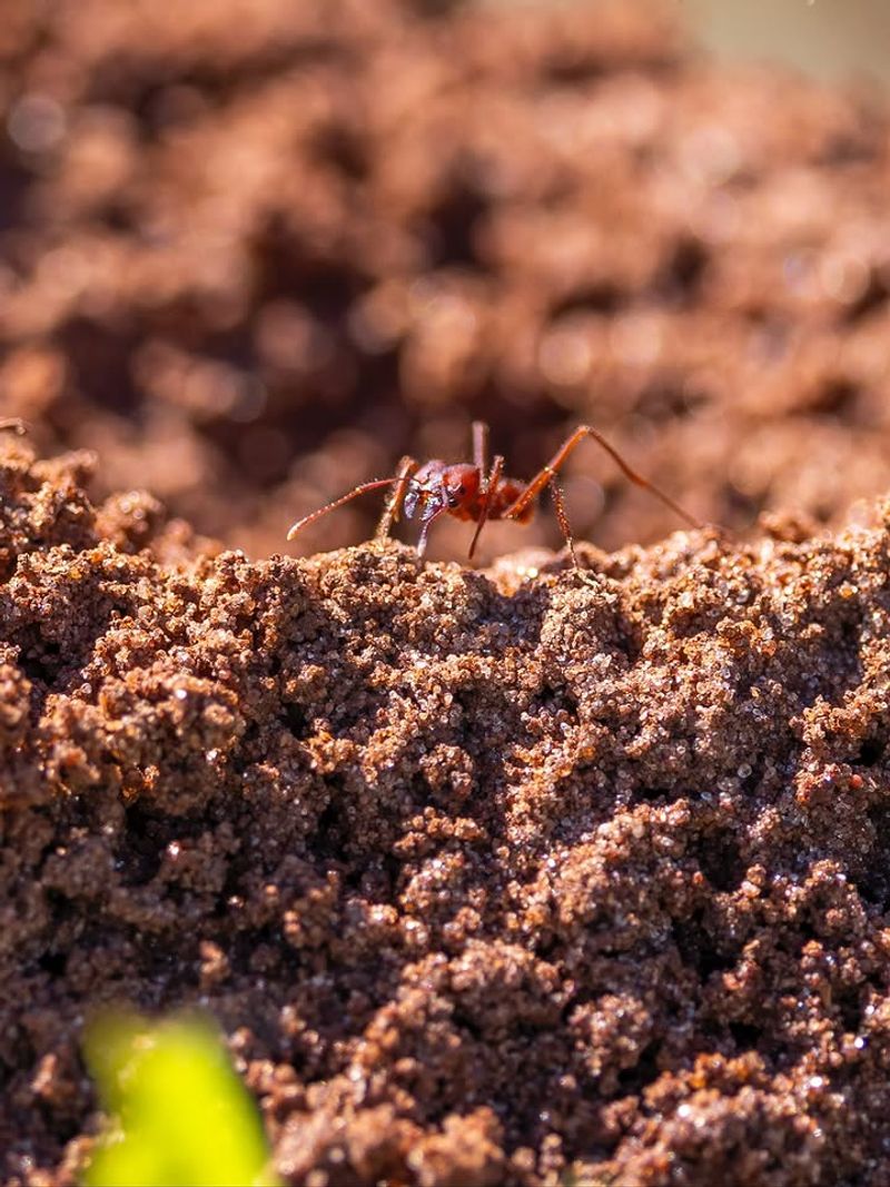 Loose Soil Texture Makes Tunneling Easy For Them Loose Soil Texture Makes Tunneling Easy For Them