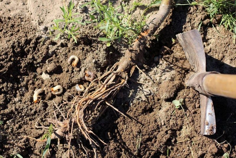 Loose Turf May Lift Up Easily
