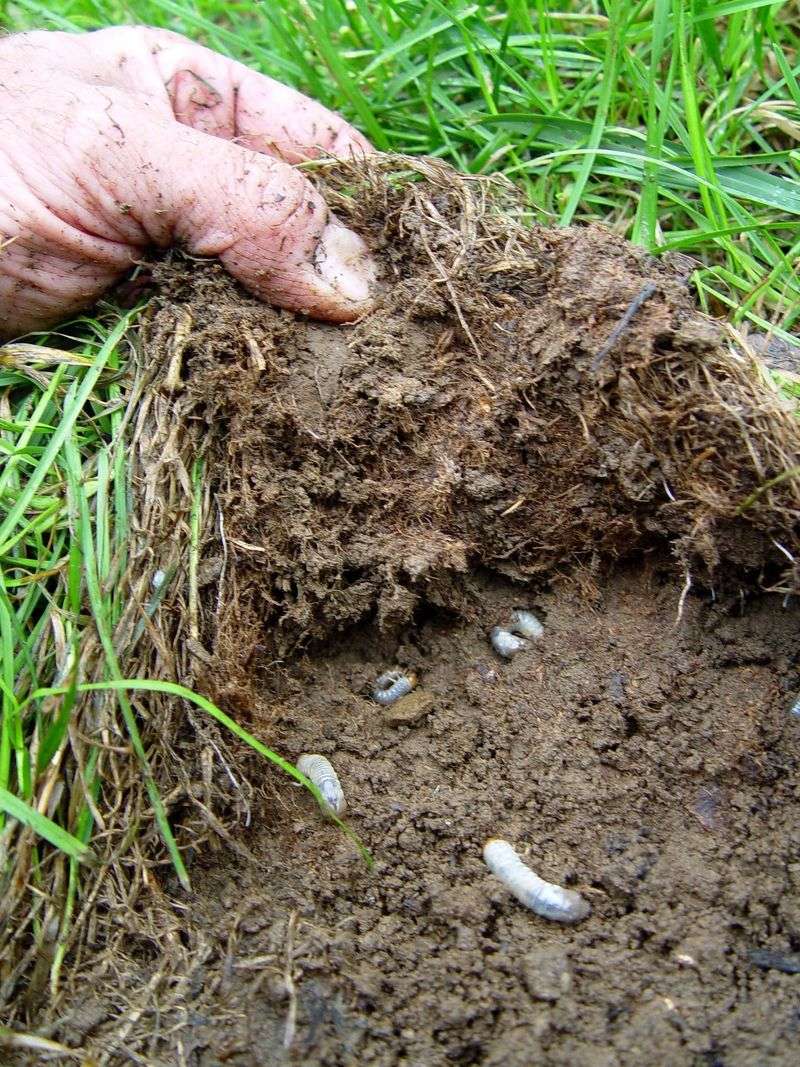 Loose Turf That Lifts Freely From The Soil Beneath It