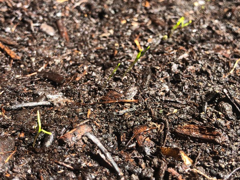 Loosen Baked Soil Before Sowing Loosen Baked Soil Before Sowing