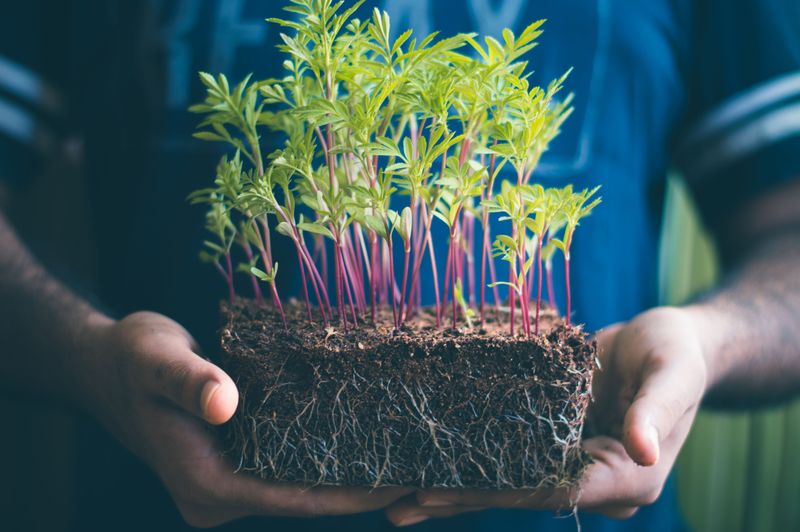 Loosened Soil Lets Seeds Root Deeper