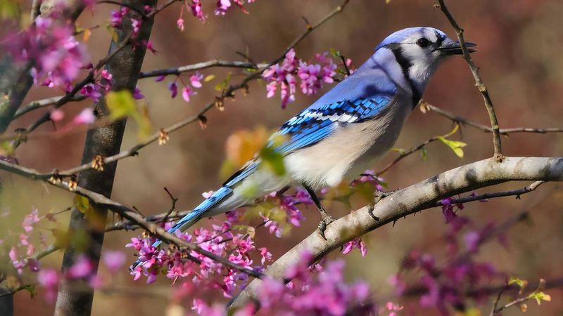 Loud Calls Do Not Always Mean The Jays Are Warning You About Danger