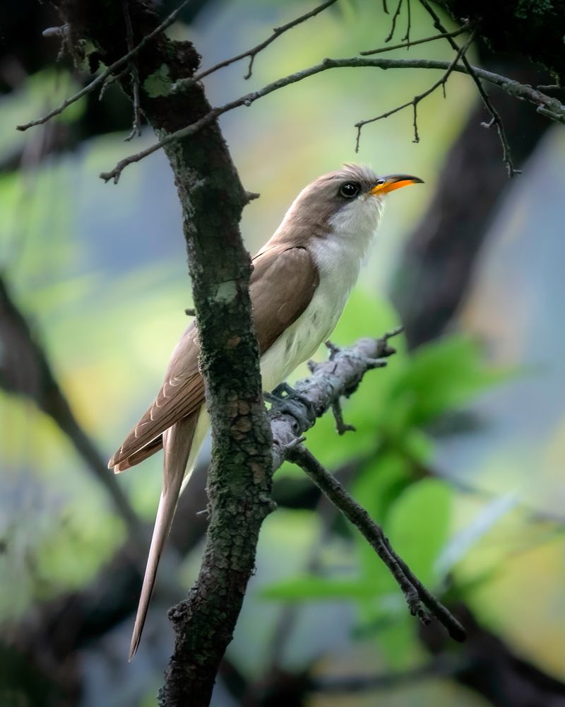 Loud Calls Often Reveal Its Hiding Place Loud Calls Often Reveal Its Hiding Place