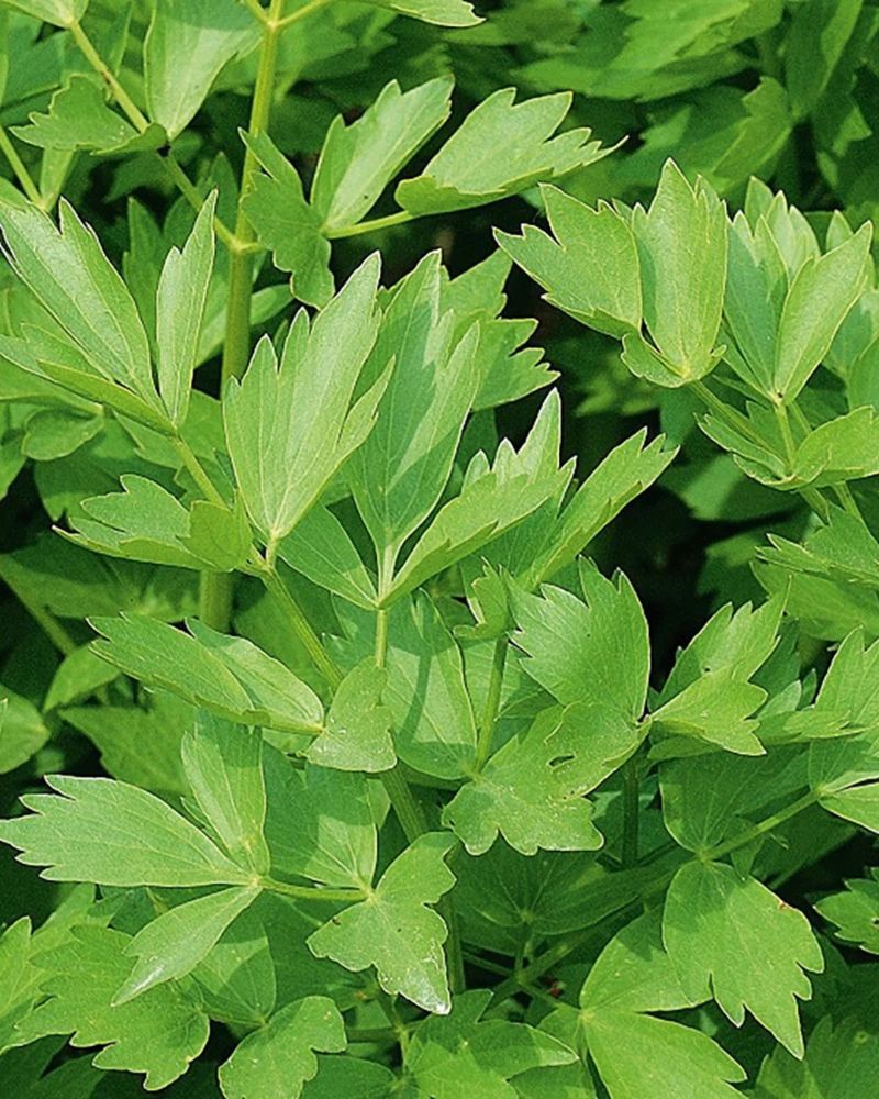 Lovage Can Improve With Light Shade