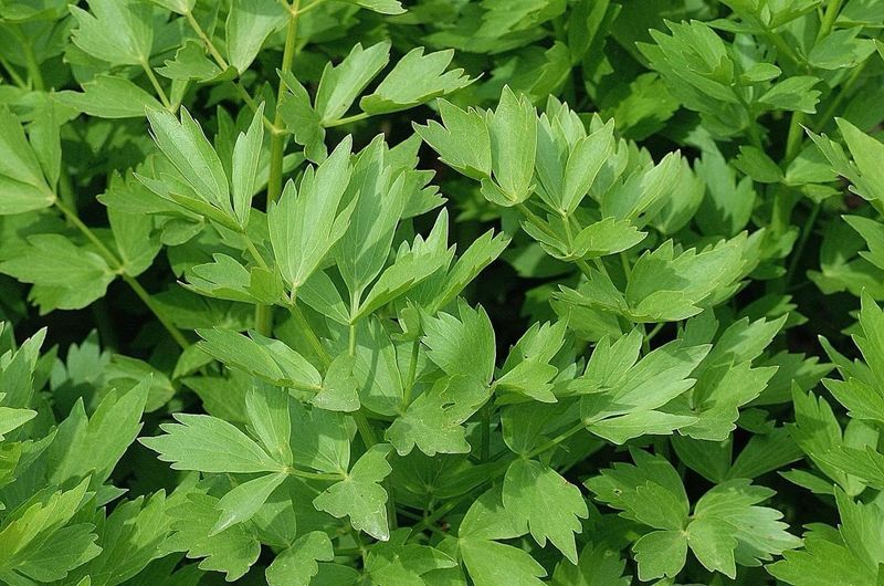 Lovage Can Move Before Cold Weather Lovage Can Move Before Cold Weather