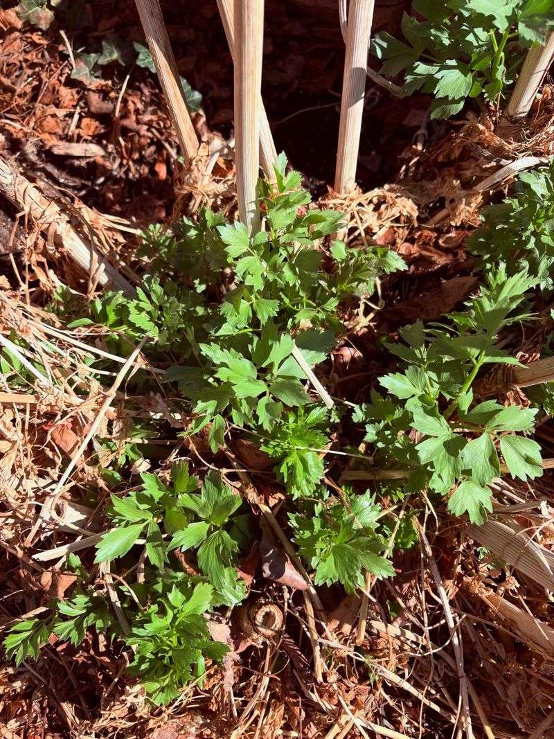 Lovage Settles In During The Fall Planting Window