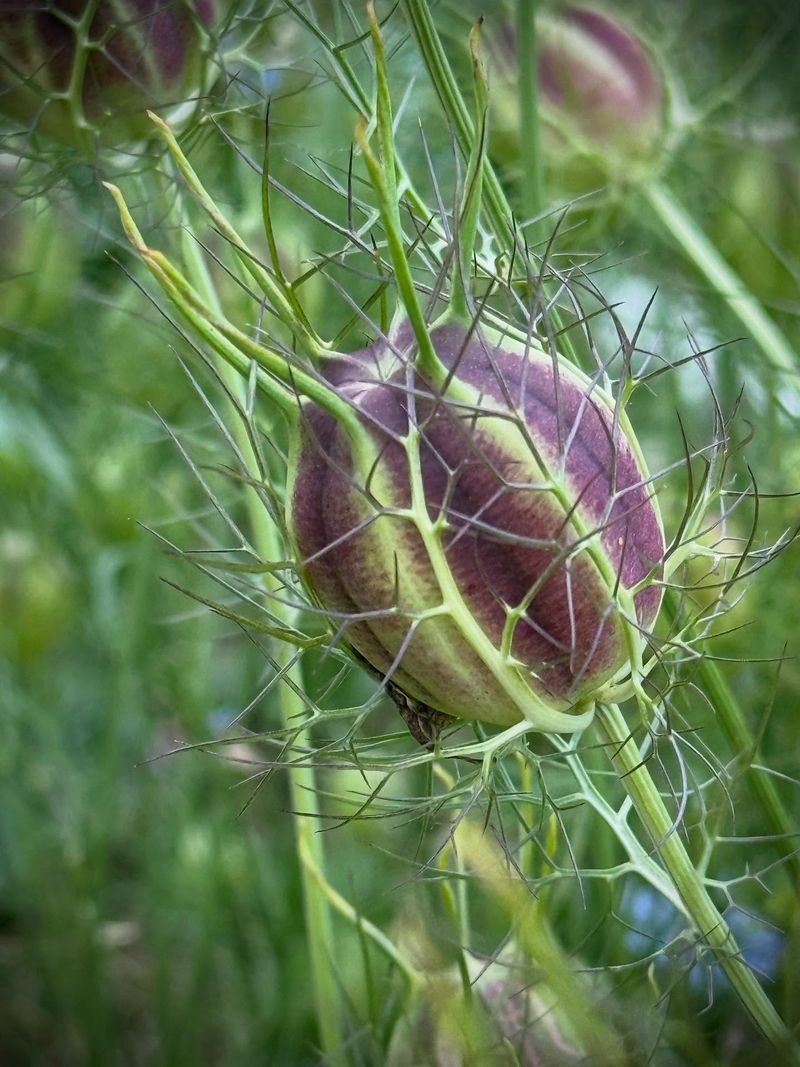 Love In A Mist Fills Its Pods Long Before Frost