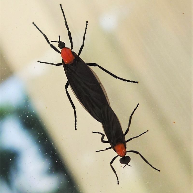 Lovebug Larvae Are Breaking Down Decaying Plant Material Lovebug Larvae Are Breaking Down Decaying Plant Material
