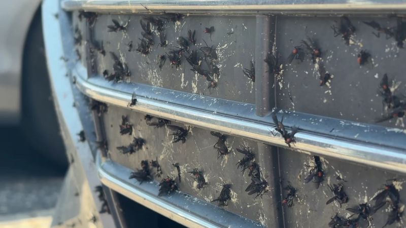 Lovebugs Enter Their Second Annual Flight In Early September