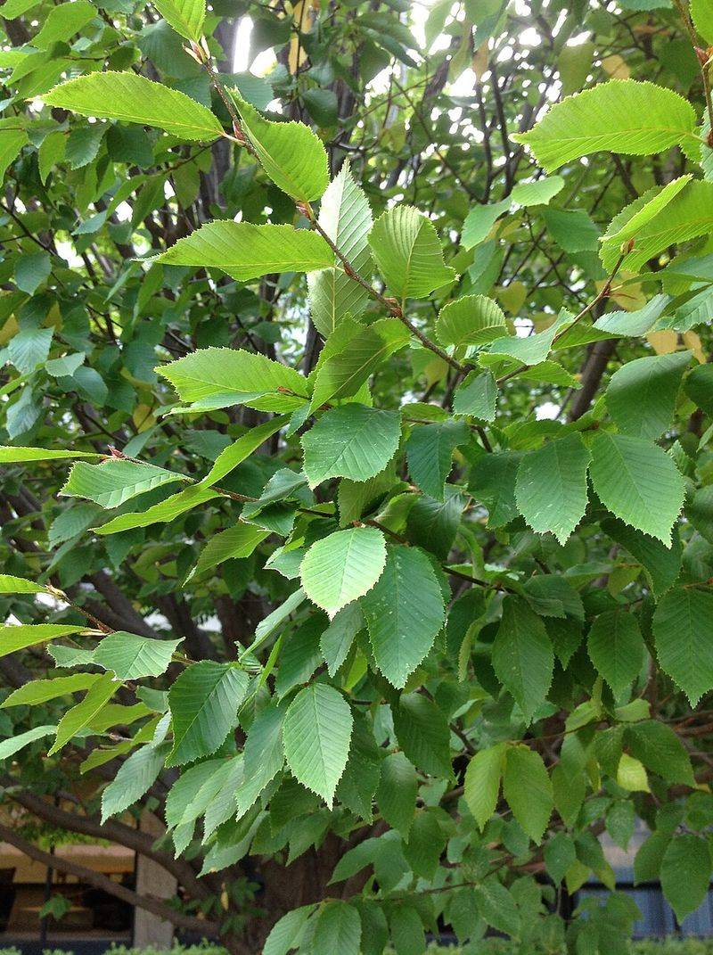 Low Areas Near Water Fit Its Natural Growing Conditions