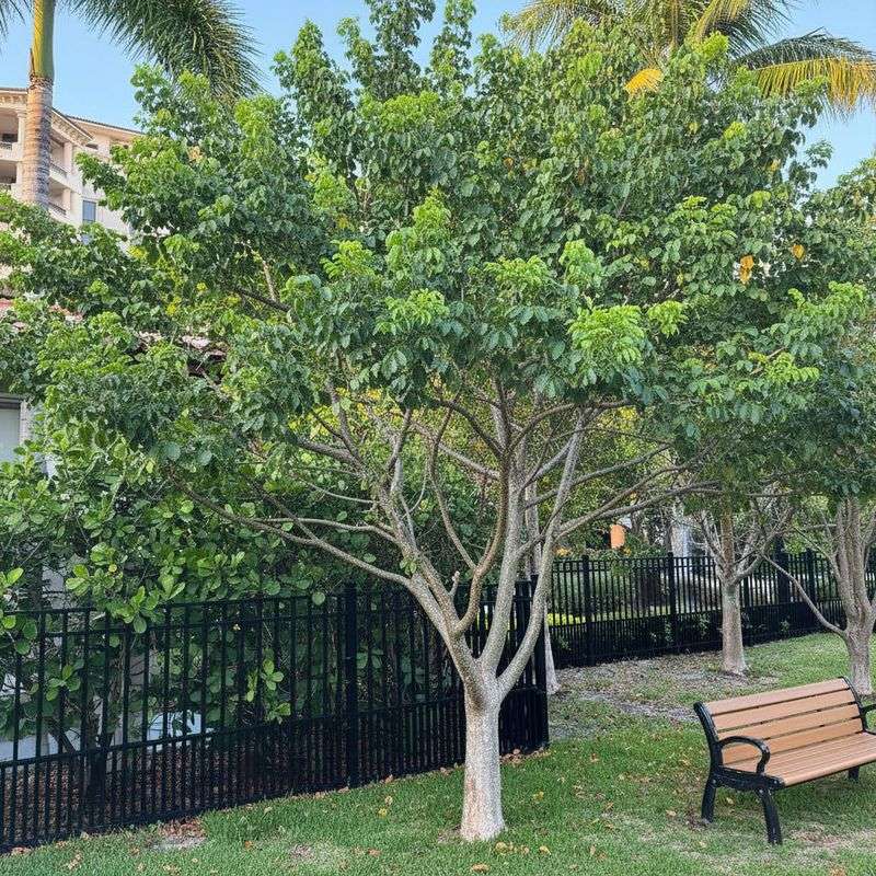 Low Branches Can Steal Valuable Yard Space Low Branches Can Steal Valuable Yard Space