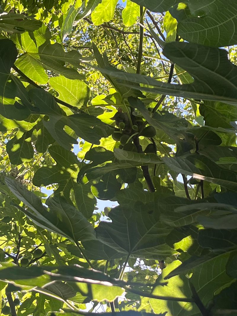 Low Branches Make Fig Trees Extra Convenient Low Branches Make Fig Trees Extra Convenient