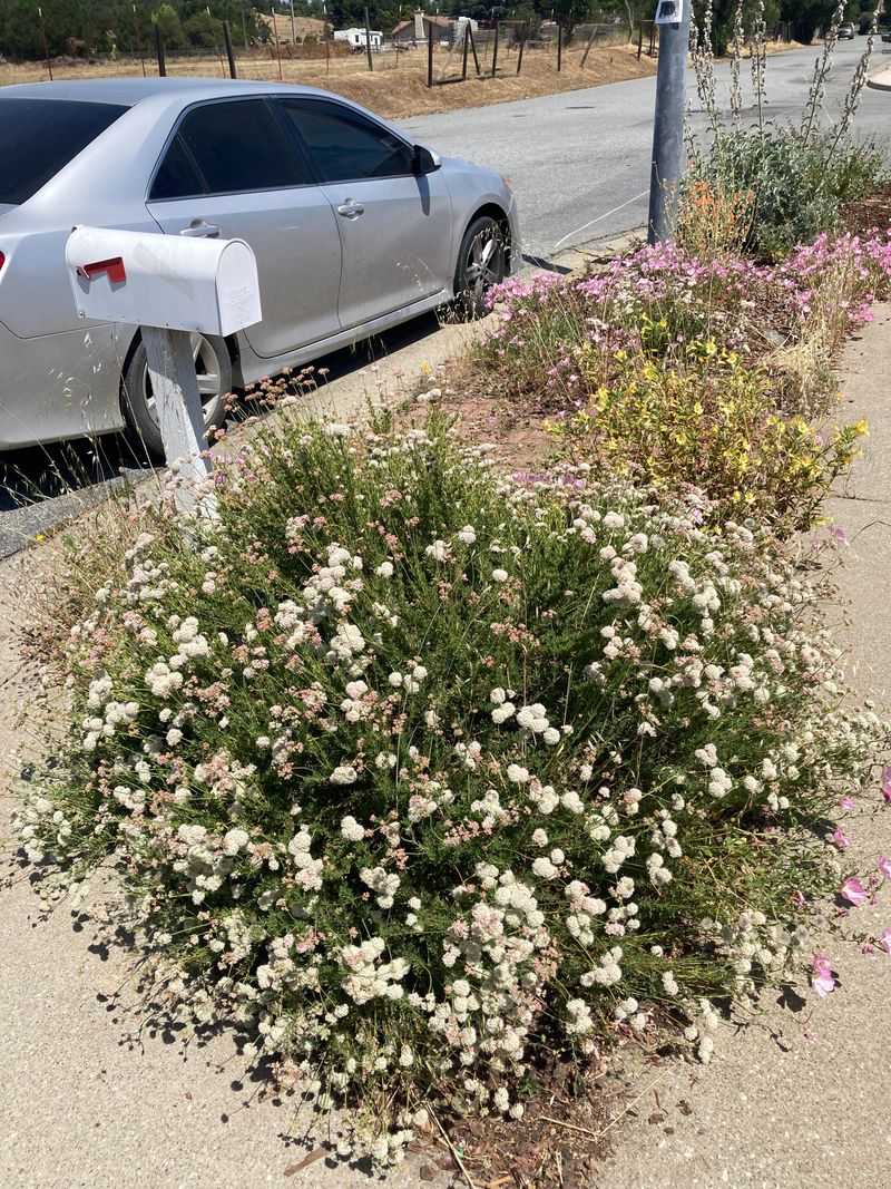 Low-Growing California Buckwheat Fits Sunny Dry Areas Low-Growing California Buckwheat Fits Sunny Dry Areas