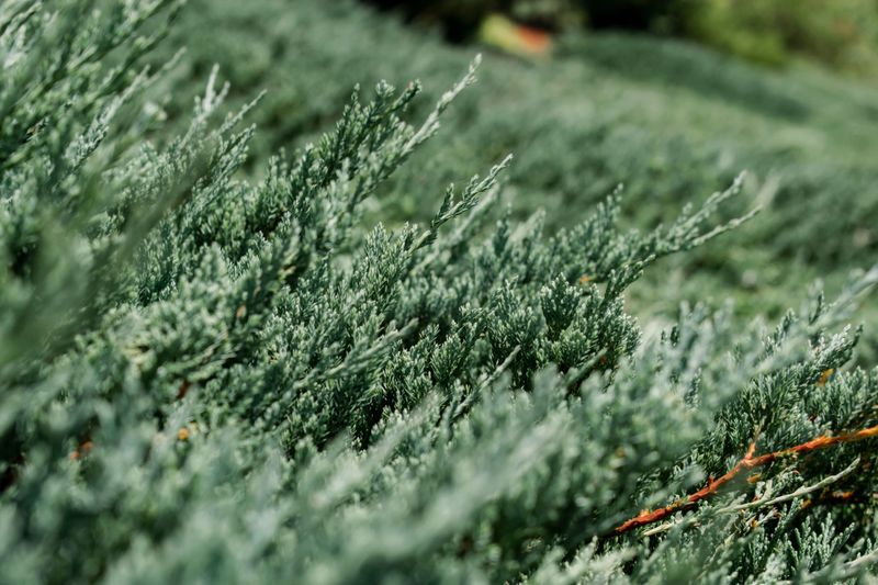 Low-Growing Juniper Needs Little Upkeep Low-Growing Juniper Needs Little Upkeep